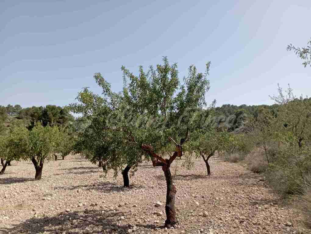 Suelo rústico en Venta en Jumilla Murcia - foto 7