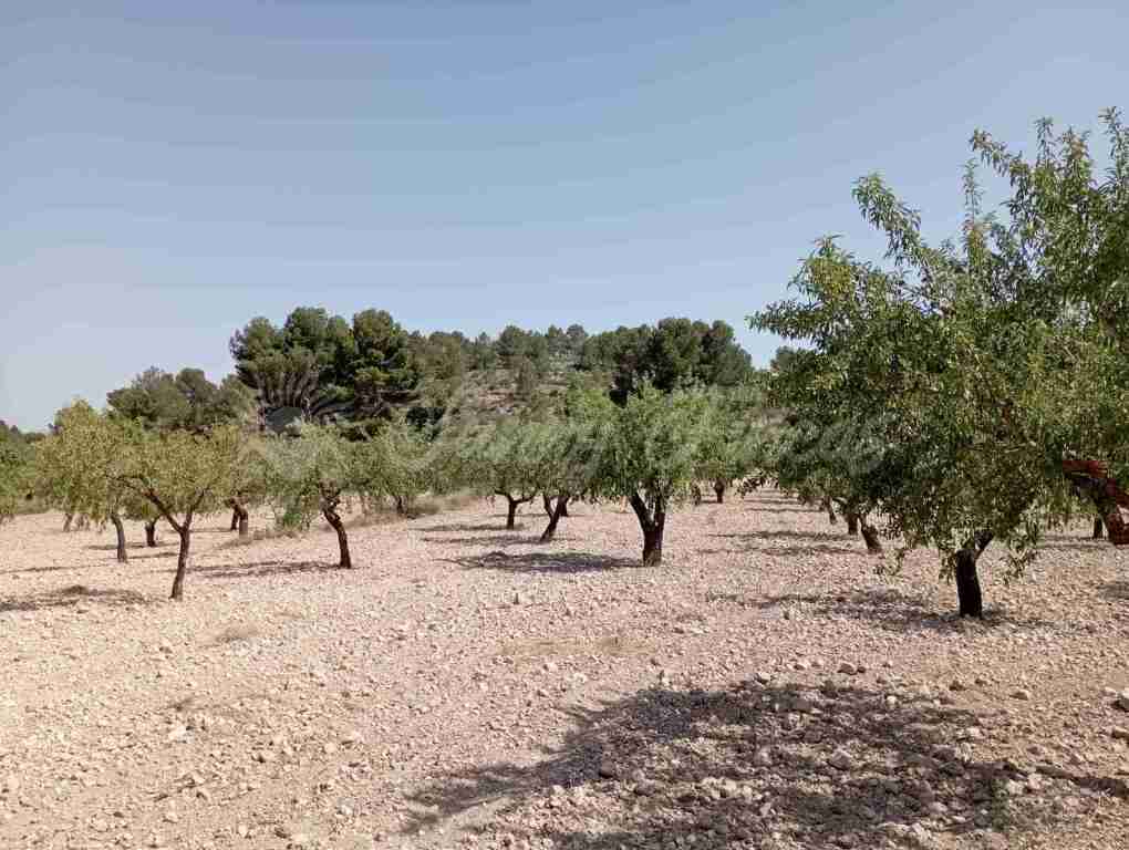 Suelo rústico en Venta en Jumilla Murcia - foto 8