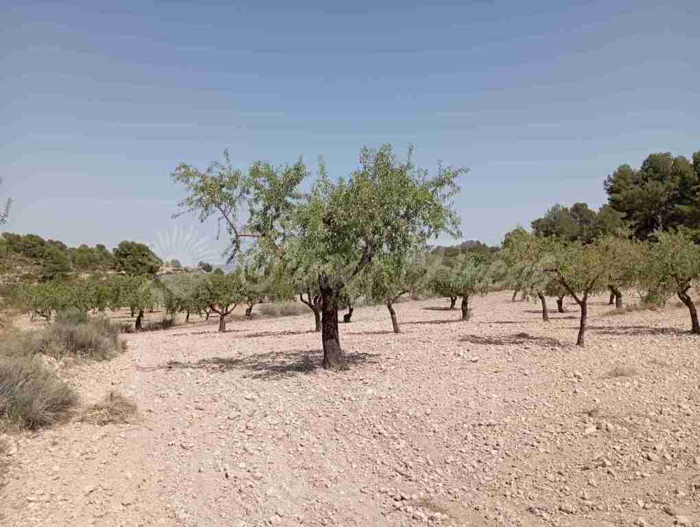 Suelo rústico en Venta en Jumilla Murcia - foto 9
