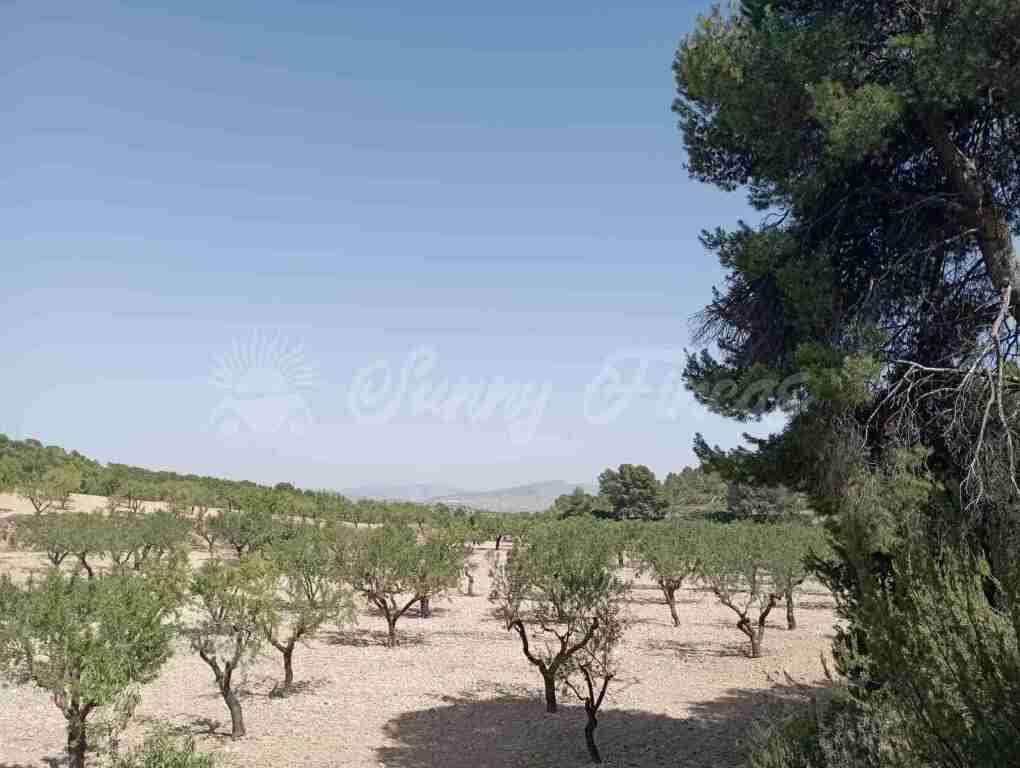 Suelo rústico en Venta en Jumilla Murcia - foto 10