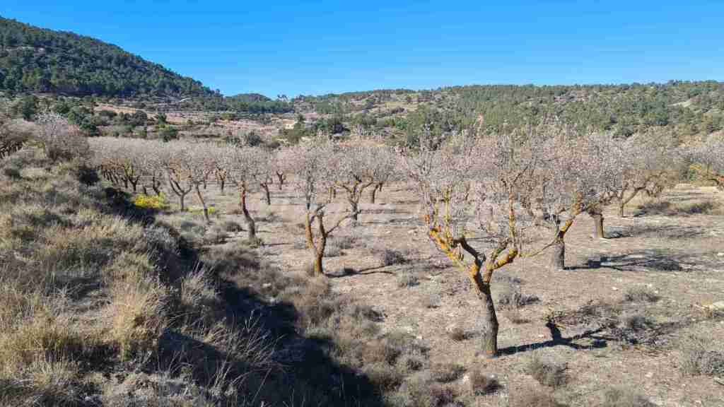 Casa de campo-Masía en Venta en Biar Alicante - foto 26