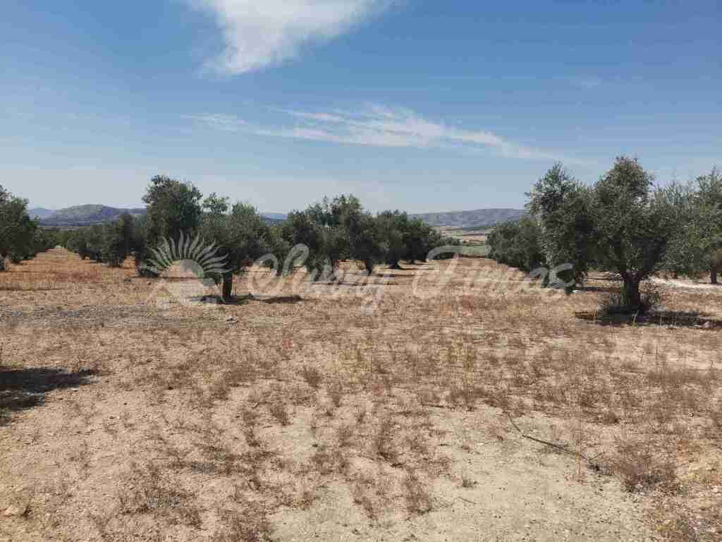 Suelo urbanizable en Venta en Biar Alicante