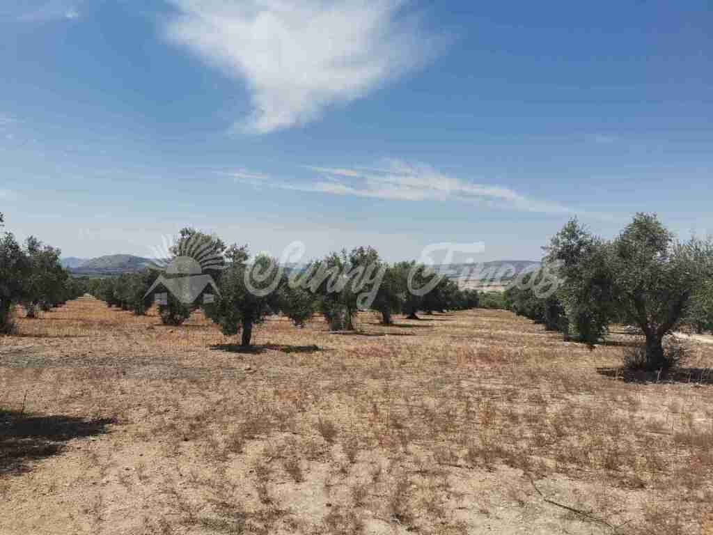 Suelo urbanizable en Venta en Biar Alicante - foto 2