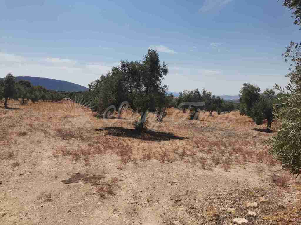 Suelo urbanizable en Venta en Biar Alicante - foto 12