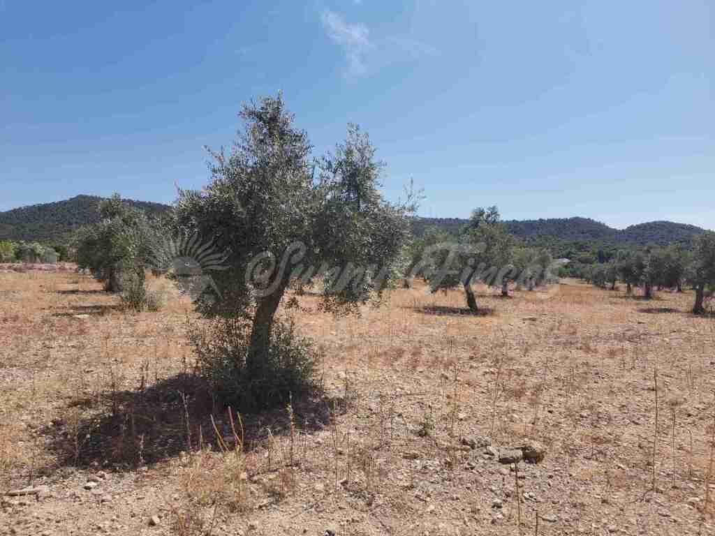 Suelo urbanizable en Venta en Biar Alicante - foto 14