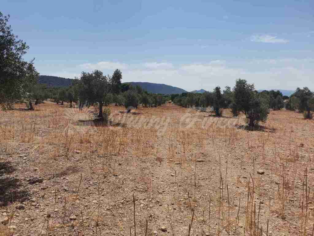 Suelo urbanizable en Venta en Biar Alicante - foto 16