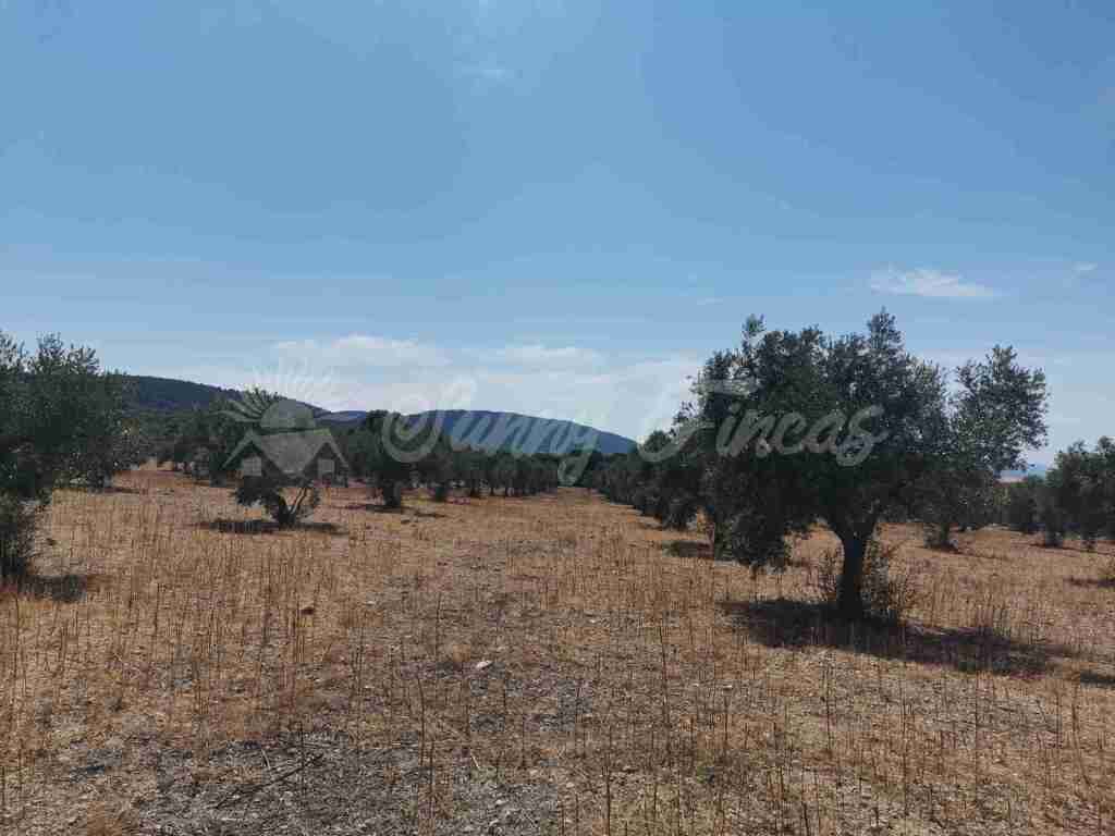 Suelo urbanizable en Venta en Biar Alicante - foto 17