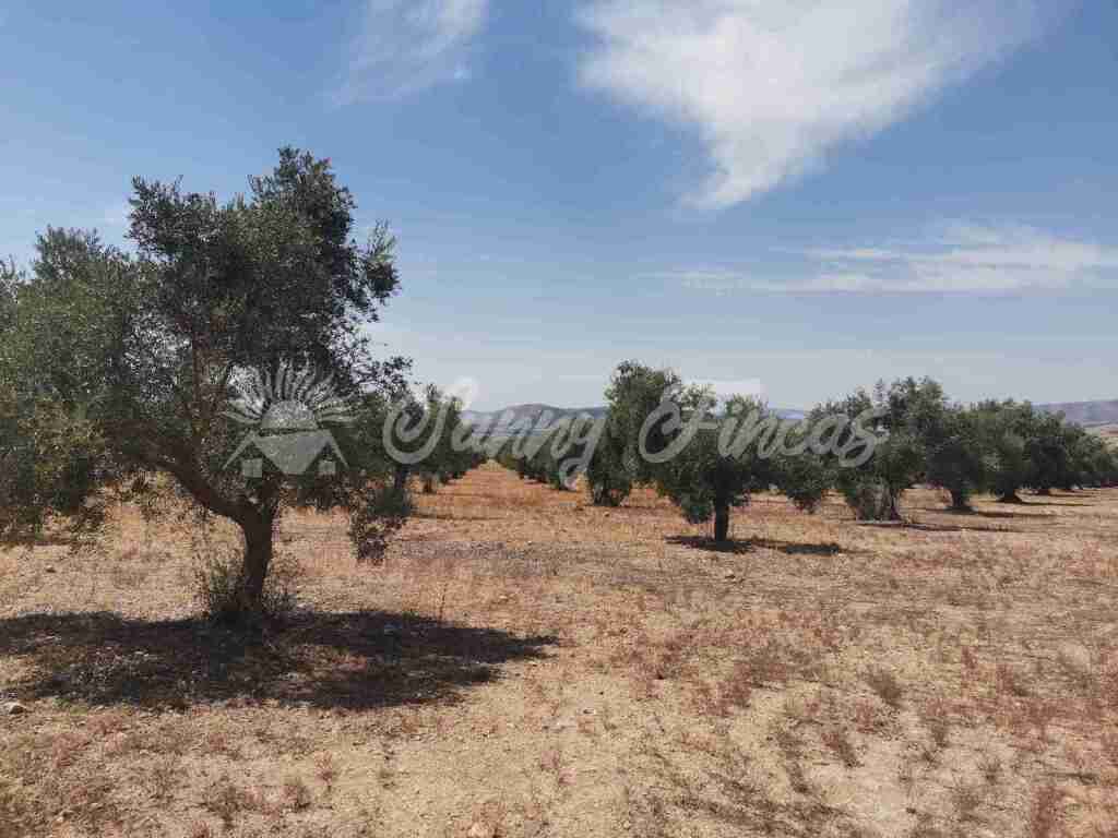 Suelo urbanizable en Venta en Biar Alicante - foto 3