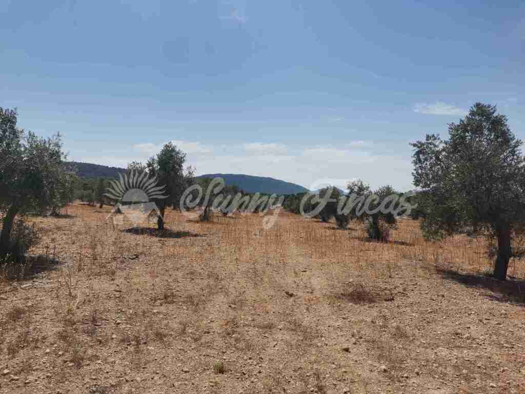 Suelo urbanizable en Venta en Biar Alicante - foto 5