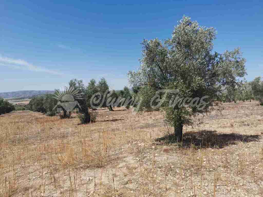 Suelo urbanizable en Venta en Biar Alicante - foto 7