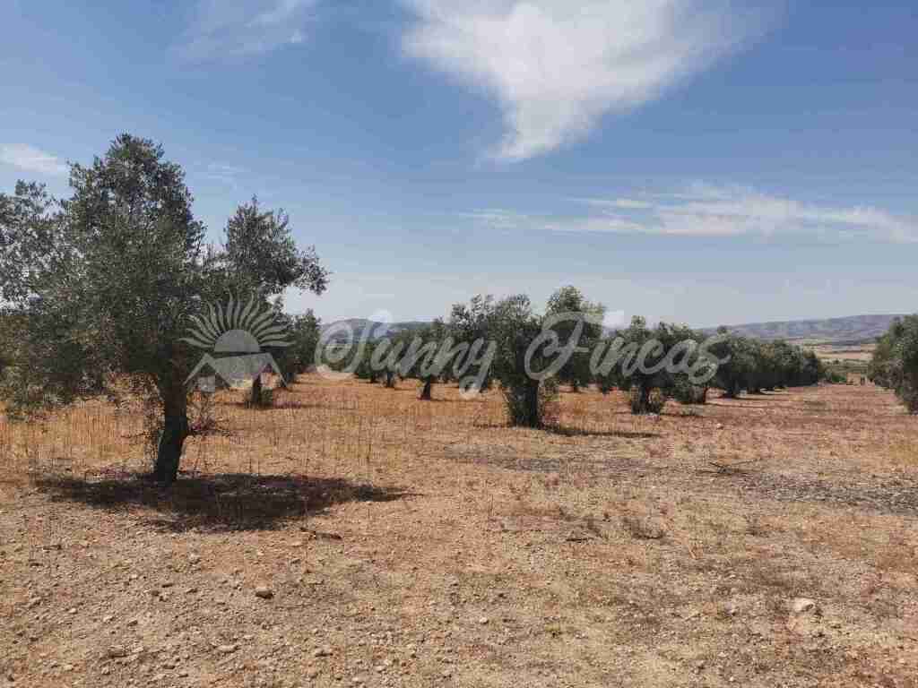 Suelo urbanizable en Venta en Biar Alicante - foto 8