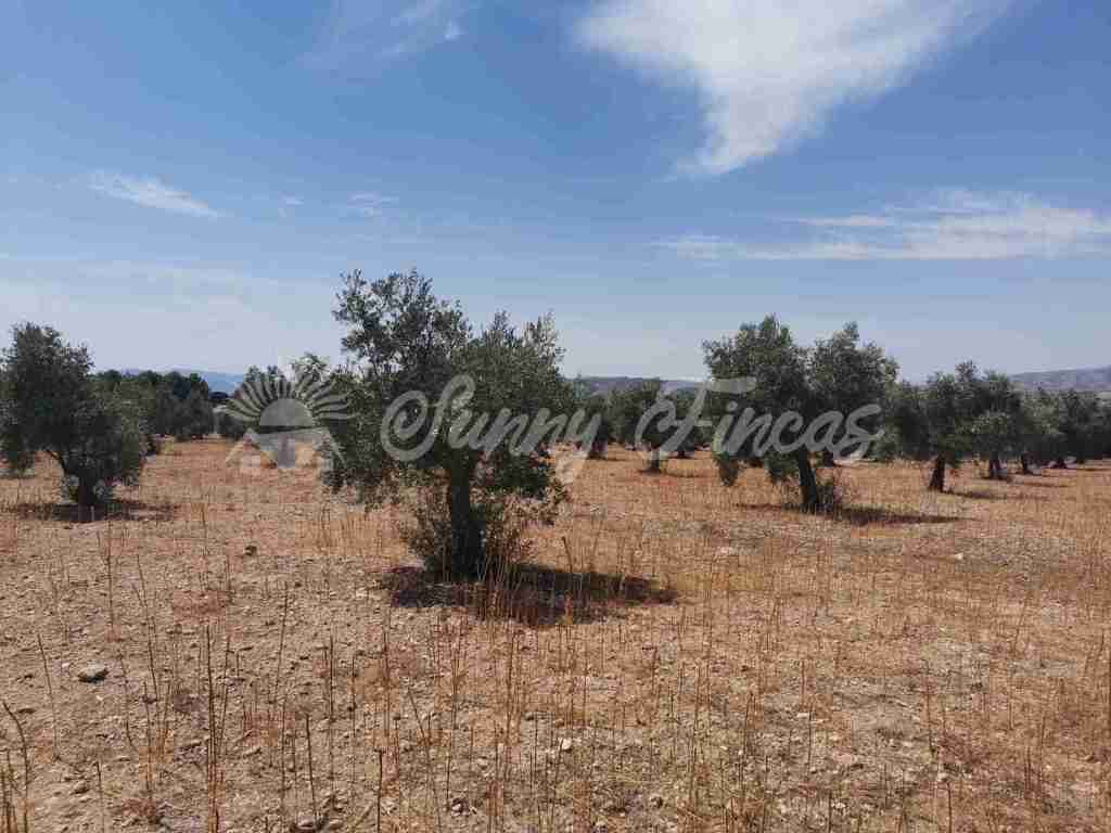Suelo urbanizable en Venta en Biar Alicante - foto 9