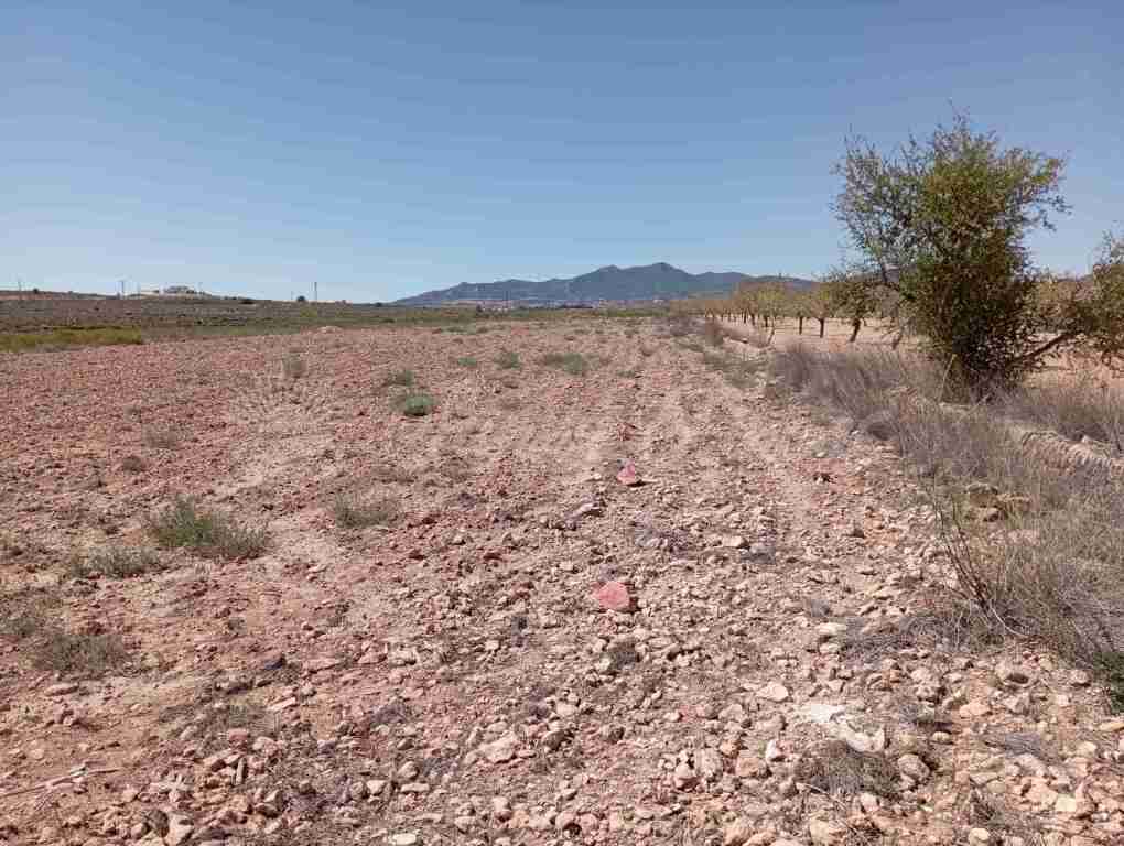 Suelo urbanizable en Venta en Pinoso Alicante