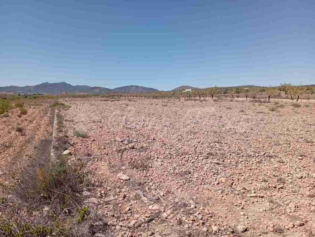 Suelo urbanizable en Venta en Pinoso Alicante - foto 4