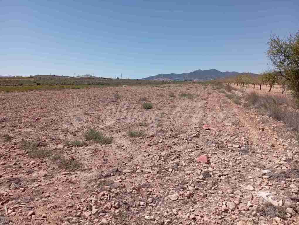 Suelo urbanizable en Venta en Pinoso Alicante - foto 6