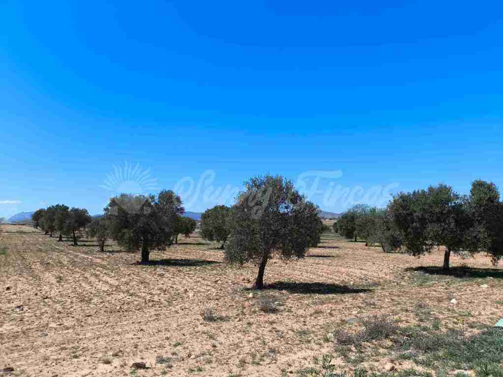 Suelo rústico en Venta en Yecla Murcia
