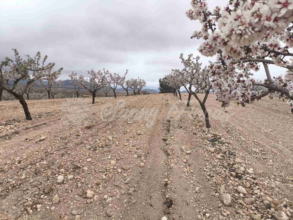 Suelo rústico en Venta en Yecla Murcia