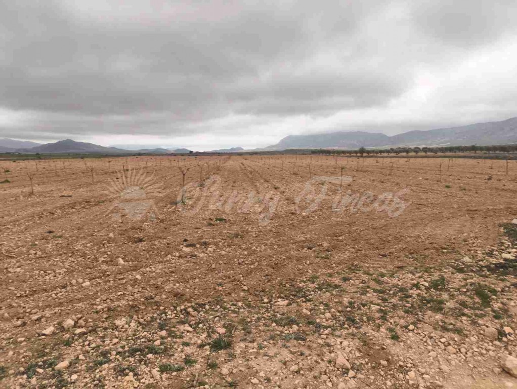 Suelo urbanizable en Venta en Yecla Murcia