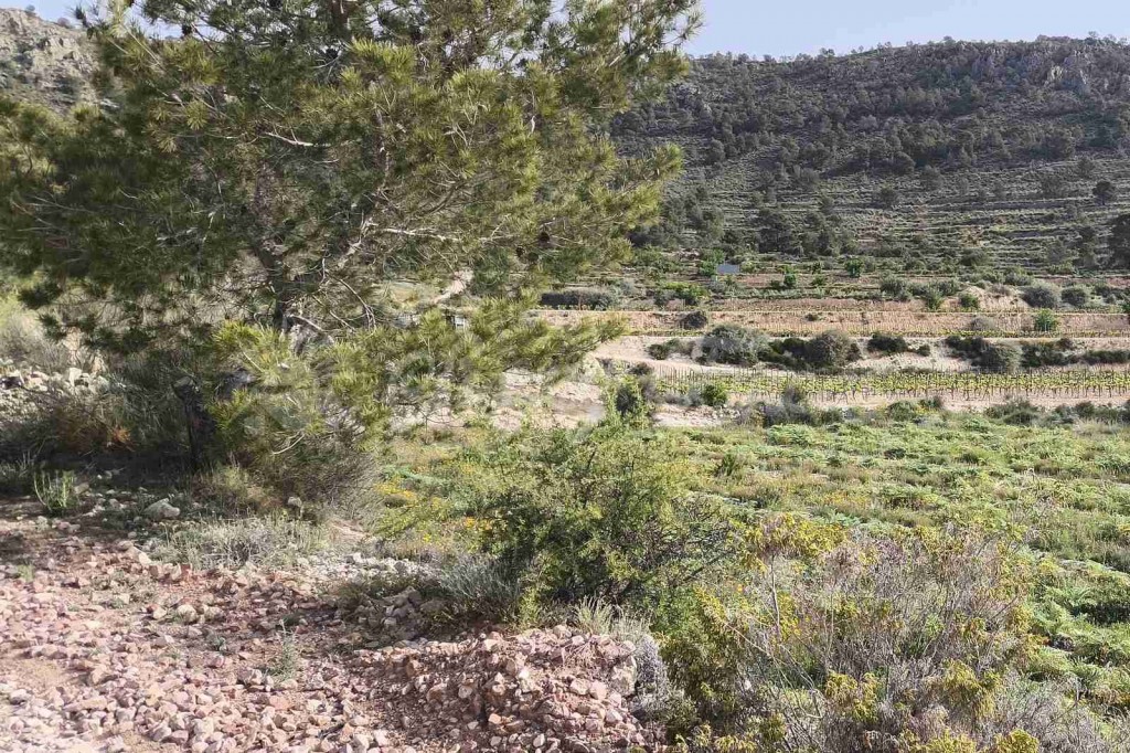 Suelo urbanizable en Venta en Romana, La Alicante