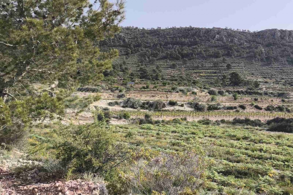 Suelo rústico en Venta en Romana, La Alicante