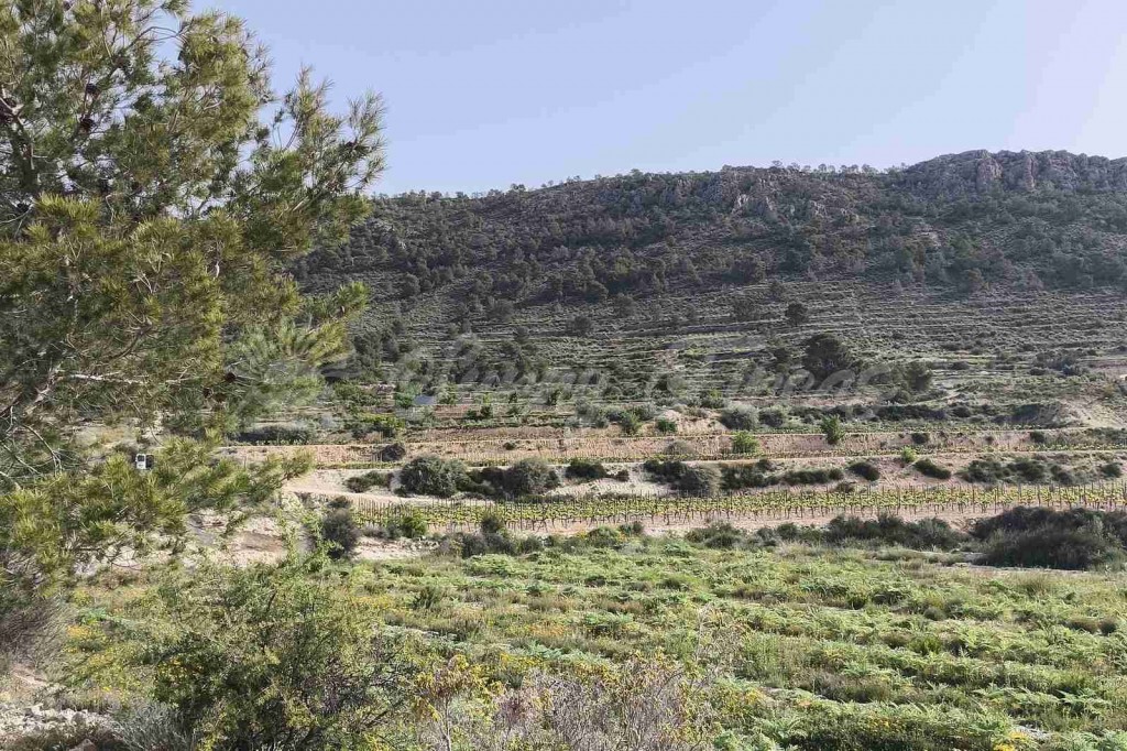 Suelo rústico en Venta en Romana, La Alicante - foto 3