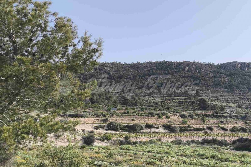 Suelo rústico en Venta en Romana, La Alicante - foto 4