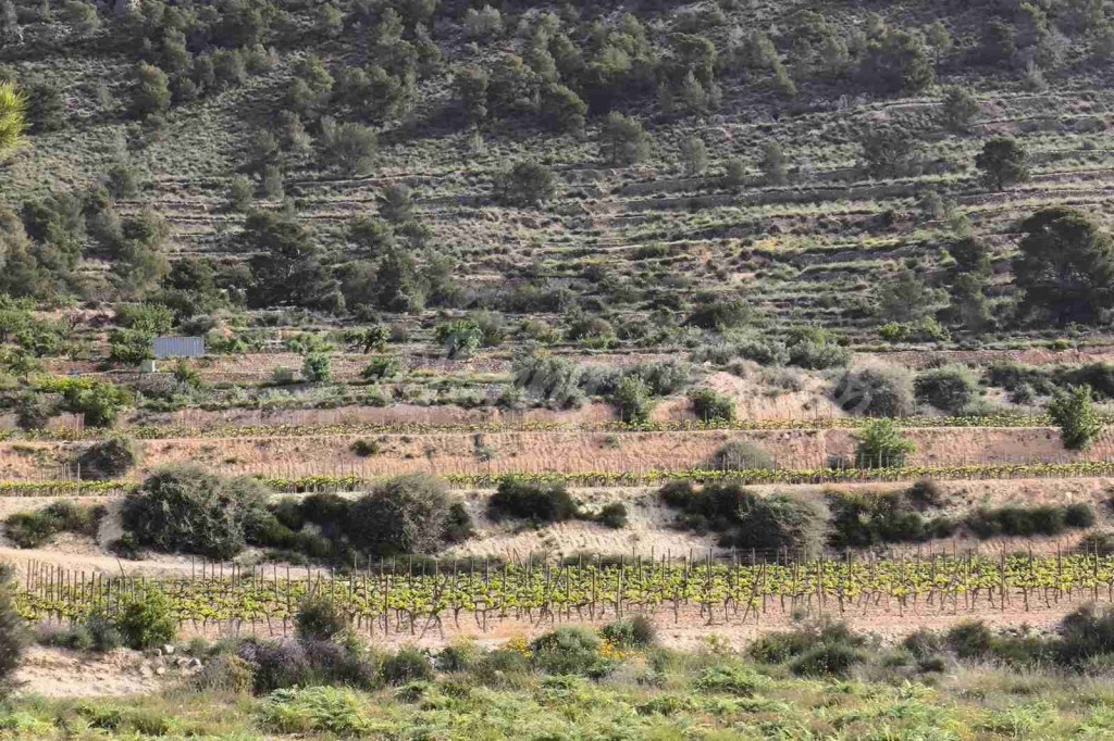 Suelo rústico en Venta en Romana, La Alicante - foto 5