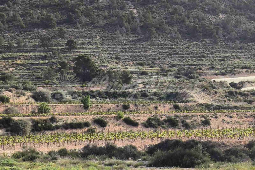 Suelo rústico en Venta en Romana, La Alicante - foto 6