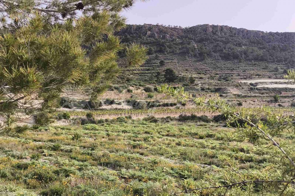 Parcela en Venta en Romana, La Alicante