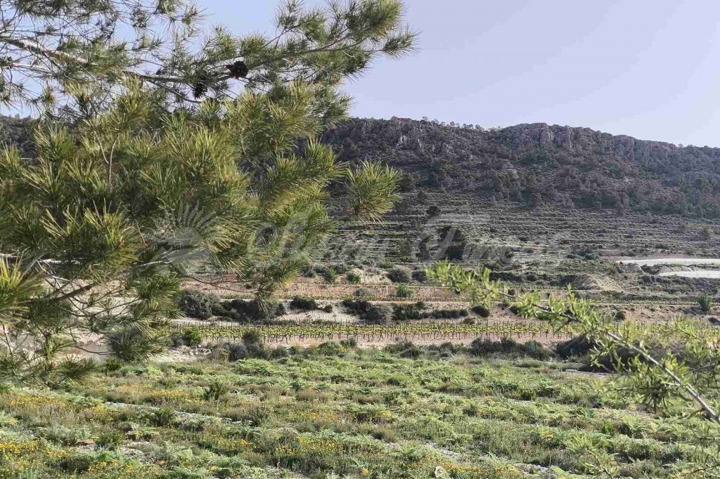 Parcela en Venta en Romana, La Alicante - foto 6