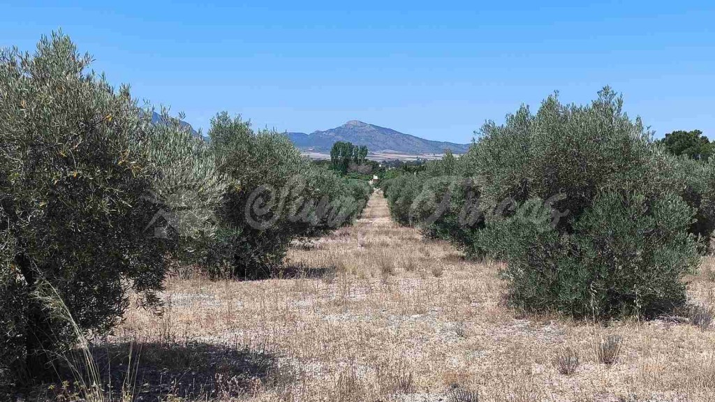 Suelo urbanizable en Venta en Yecla Murcia - foto 3