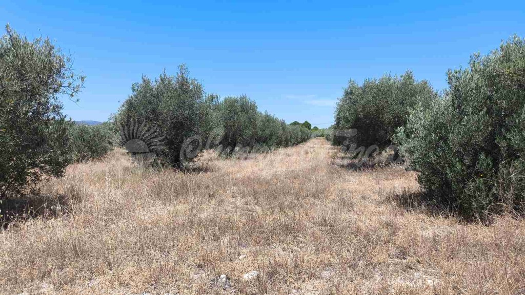Suelo urbanizable en Venta en Yecla Murcia - foto 5