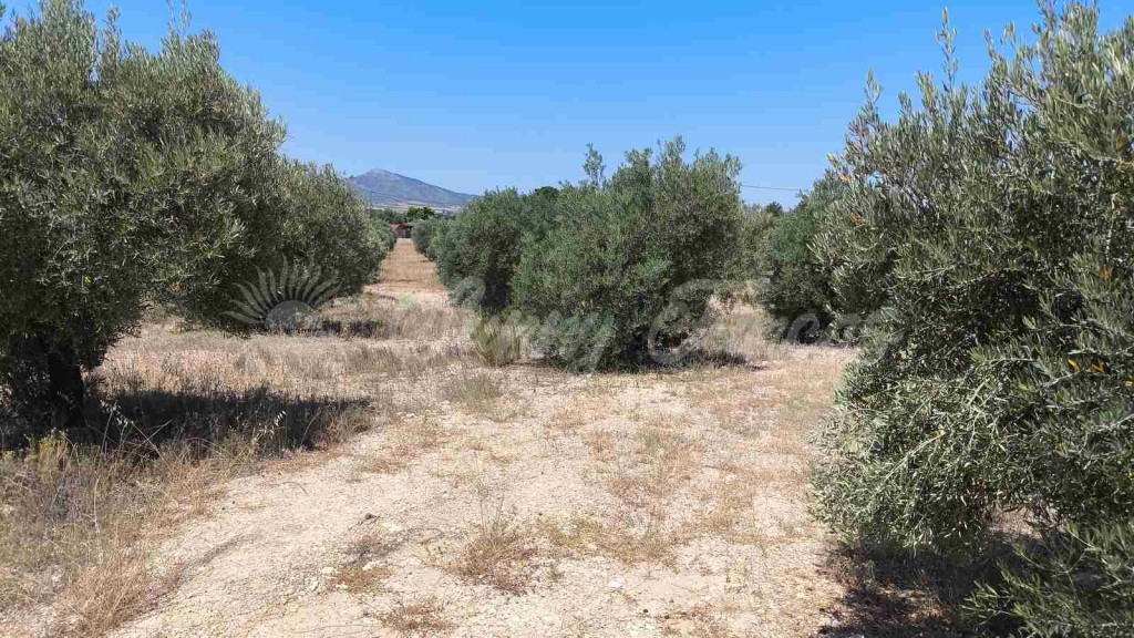 Suelo urbanizable en Venta en Yecla Murcia - foto 6