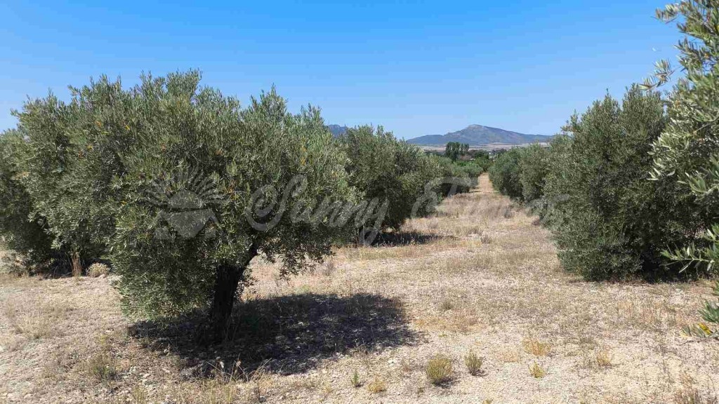 Suelo urbanizable en Venta en Yecla Murcia - foto 10