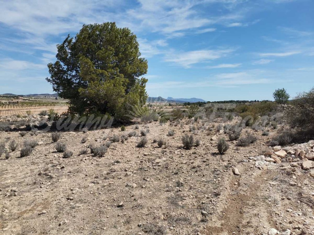 Suelo urbanizable en Venta en Pinoso Alicante
