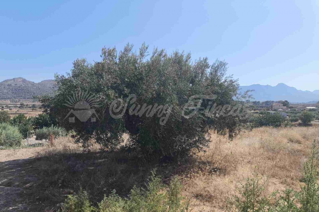 Casa de campo-Masía en Venta en Romana, La Alicante - foto 27