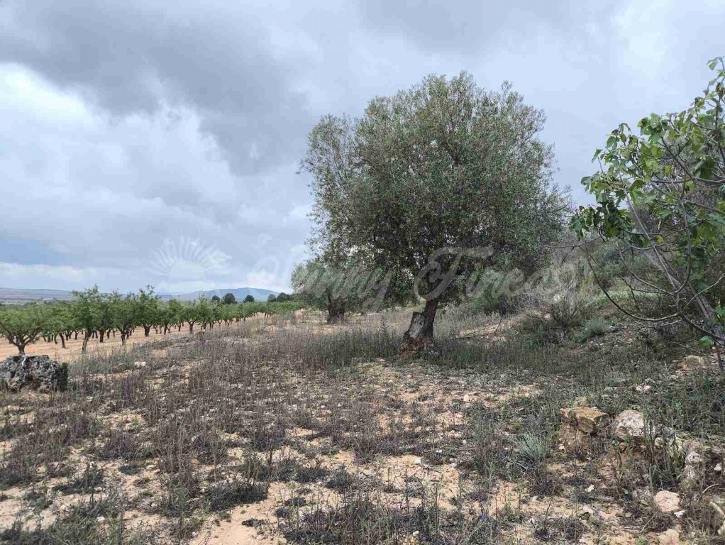 Suelo urbanizable en Venta en Yecla Murcia - foto 17