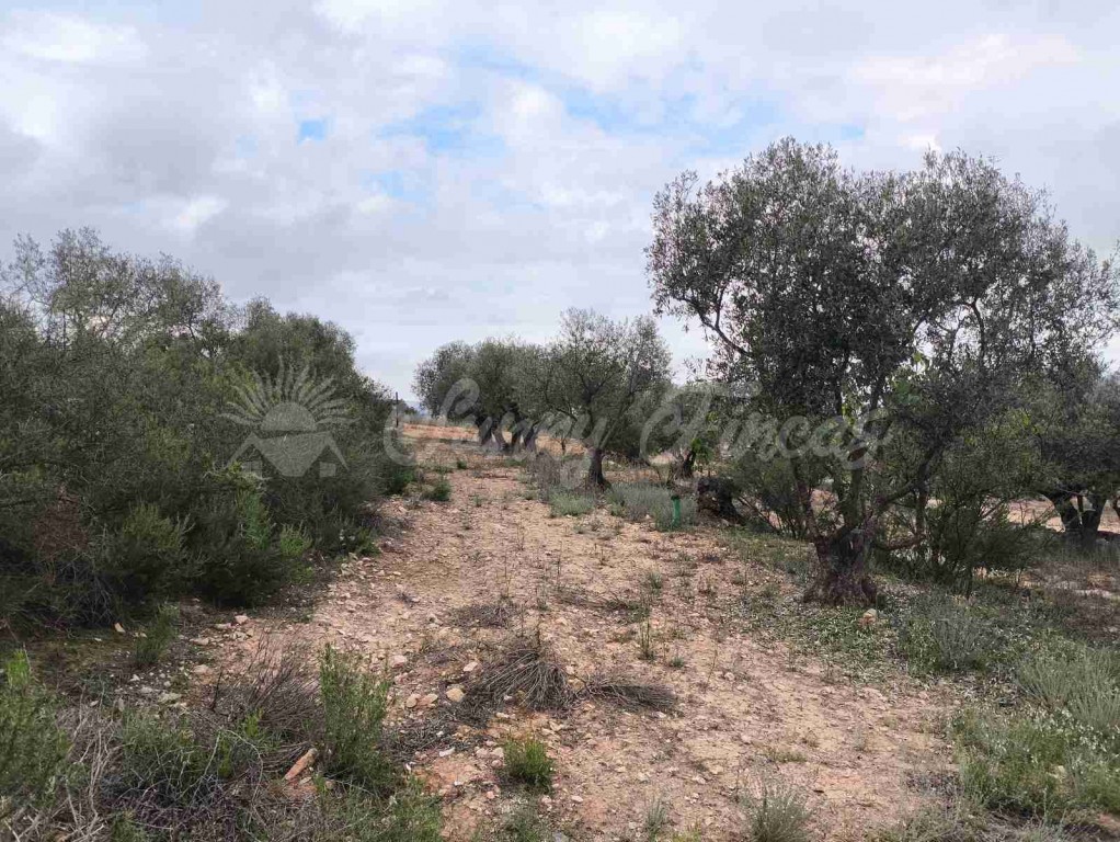 Suelo urbanizable en Venta en Yecla Murcia - foto 4