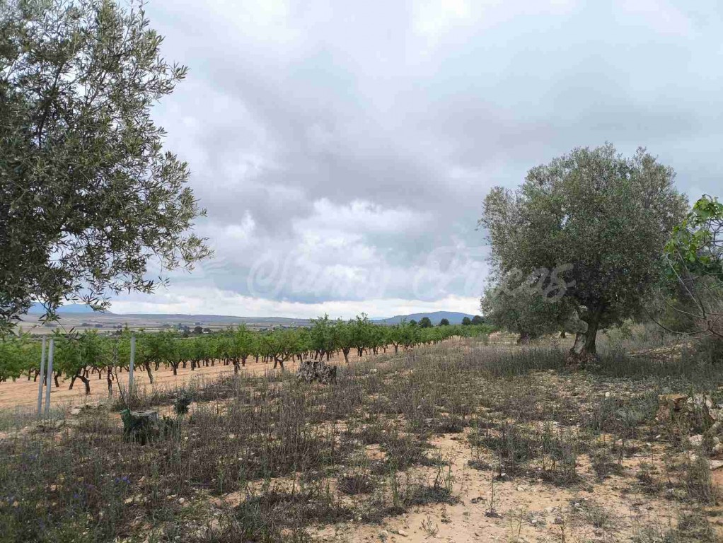 Suelo urbanizable en Venta en Yecla Murcia - foto 6