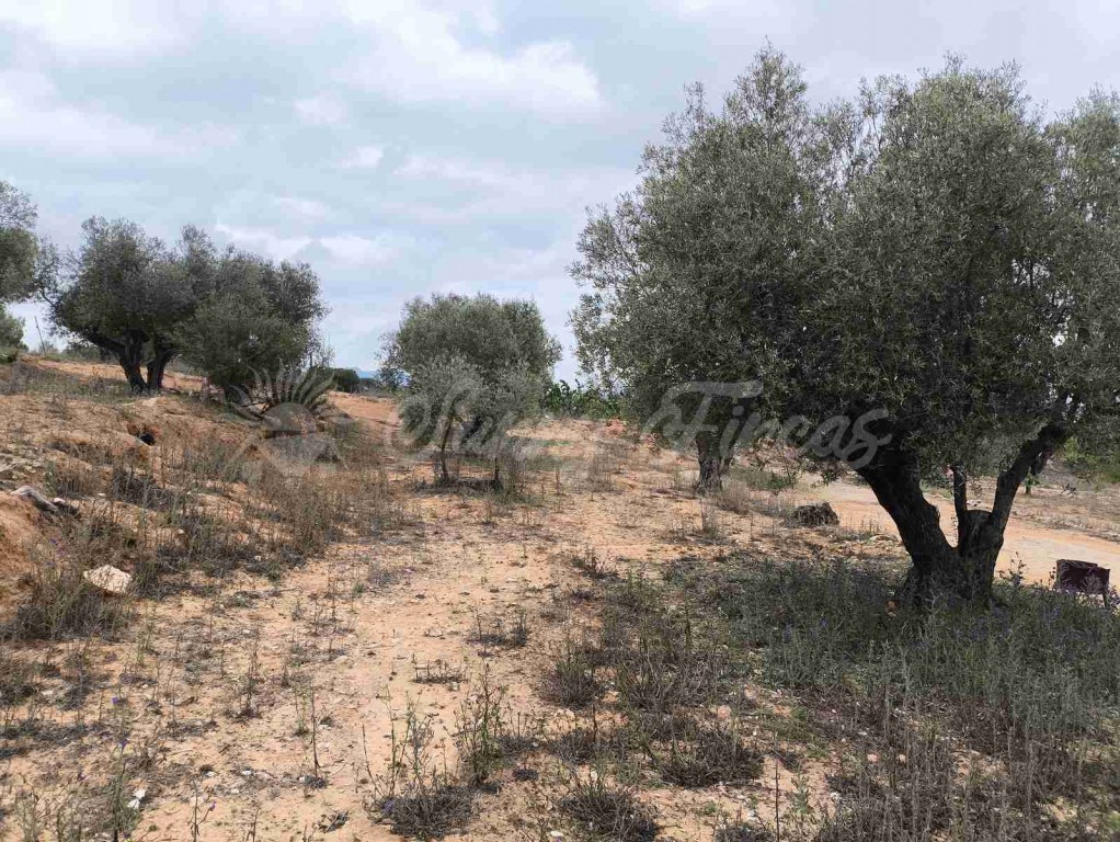 Suelo urbanizable en Venta en Yecla Murcia - foto 8