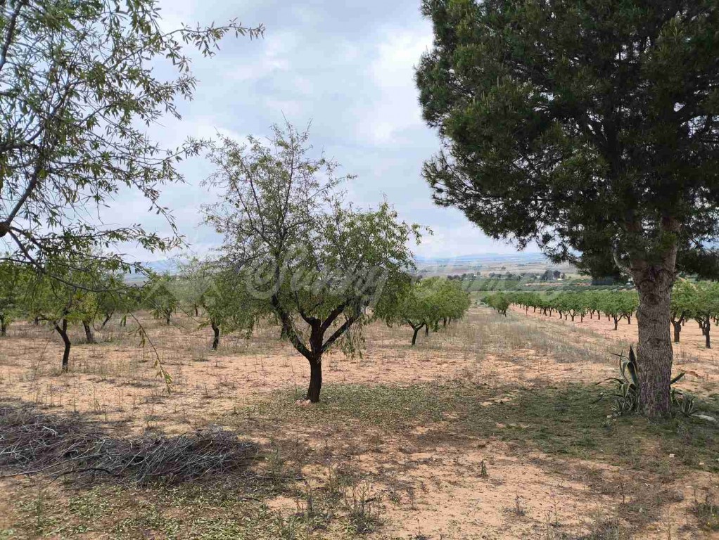 Suelo urbanizable en Venta en Yecla Murcia - foto 9