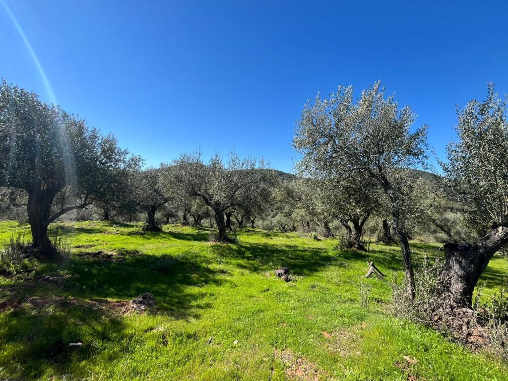 Espectacular Finca con olivos ecológicos en Zufre!!!