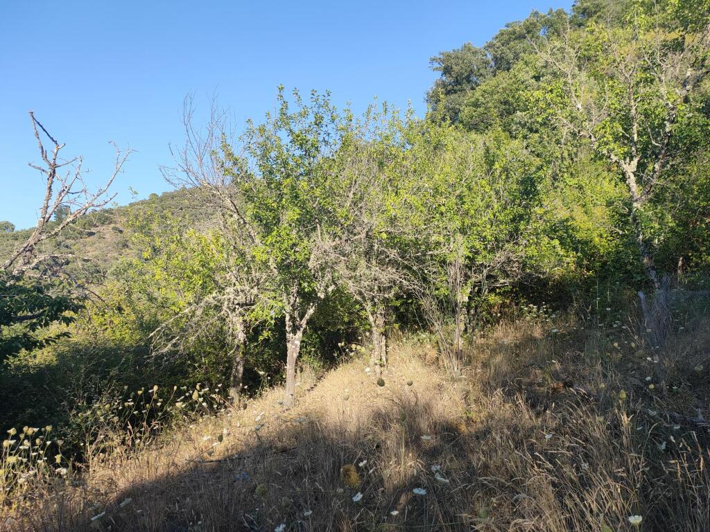Parcela en Venta en Genalguacil Málaga - foto 5