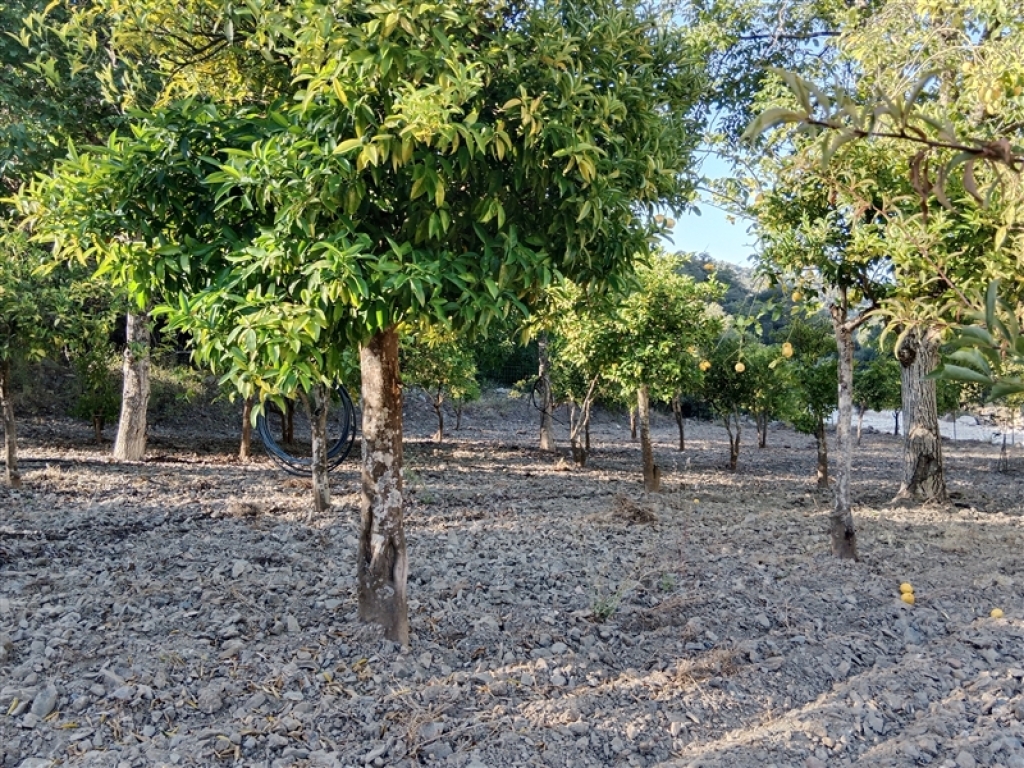 Casa de campo-Masía en Venta en Alpandeire Málaga - foto 5