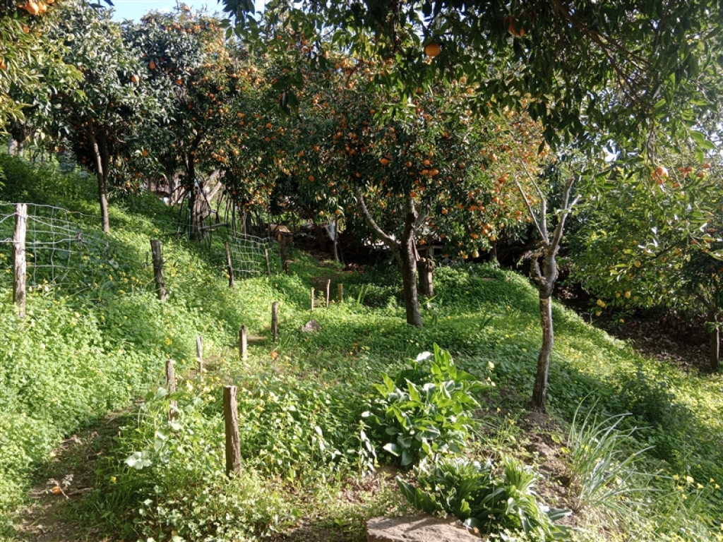 Casa de campo-Masía en Venta en Jubrique Málaga - foto 3