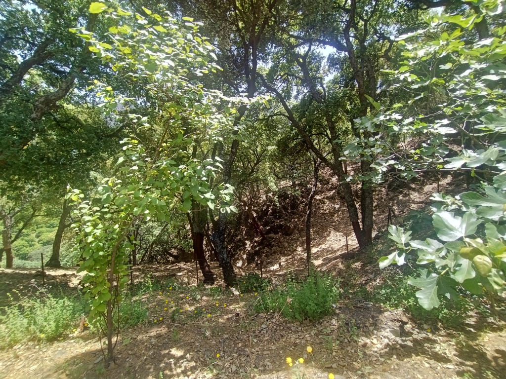 Casa de campo-Masía en Venta en Jubrique Málaga - foto 27