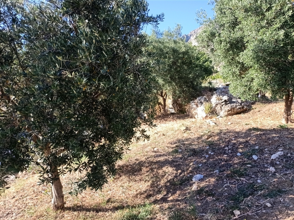 Suelo rústico en Venta en Casares Málaga - foto 4