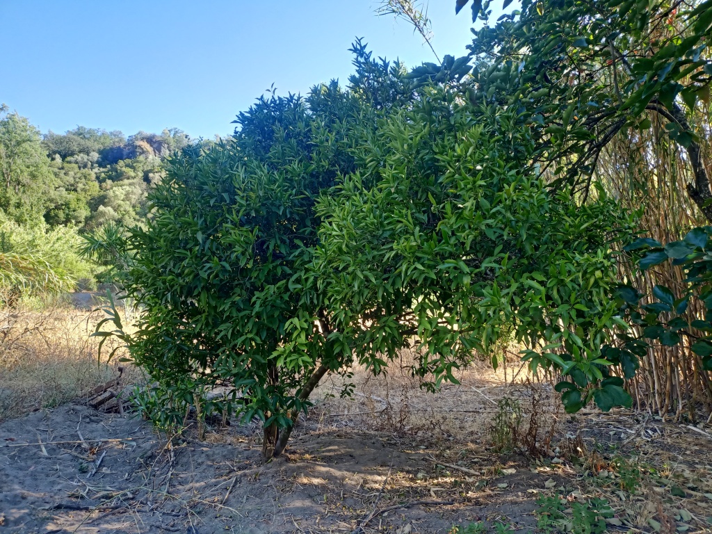 Casa de campo-Masía en Venta en Benarraba Málaga - foto 15