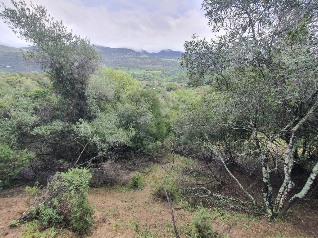 Parcela en Venta en Cortes De La Frontera Málaga - foto 12