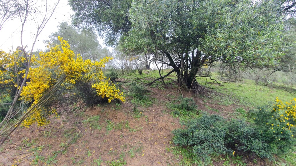 Parcela en Venta en Cortes De La Frontera Málaga - foto 13